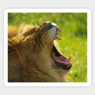 Lion roaring Sticker